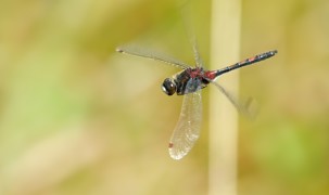 Leucorrhinia rubicunda nordisk kærguldsmed Leucorrhinia rubicunda nordisk kærguldsmed