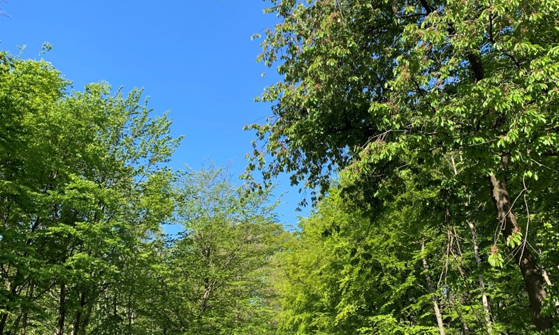 Skovsti Skovsti