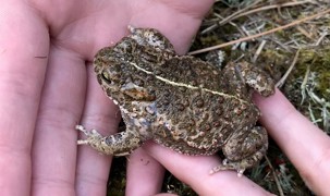 Strandtudse. Kendetegnet ved den gule rygstribe. Strandtudse. Kendetegnet ved den gule rygstribe.
