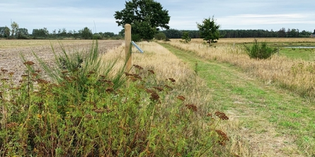 Udsigt fra stiforløbet, der er lavet gennem Bøtø Nor