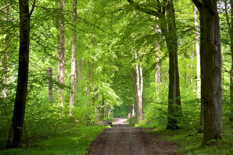 Skov